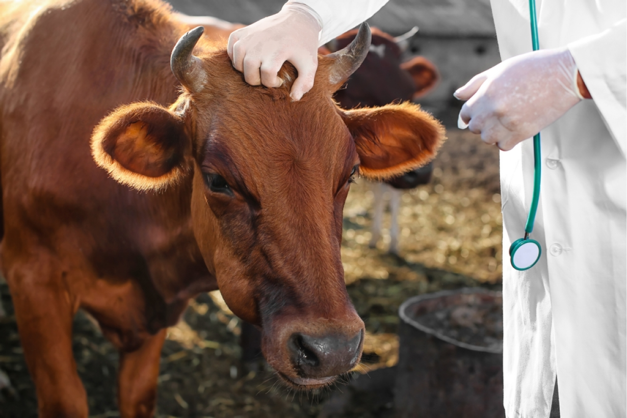 Clinique Veterinaire De La Hainaud Veterinaire A Ernee Animaux De Rente 1