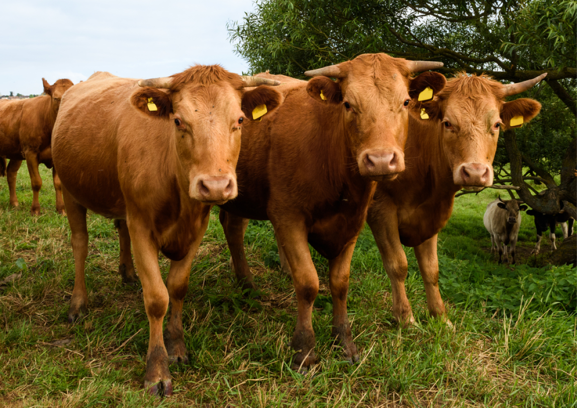 Clinique Veterinaire De La Hainaud Veterinaire A Ernee Animaux De Rente 10