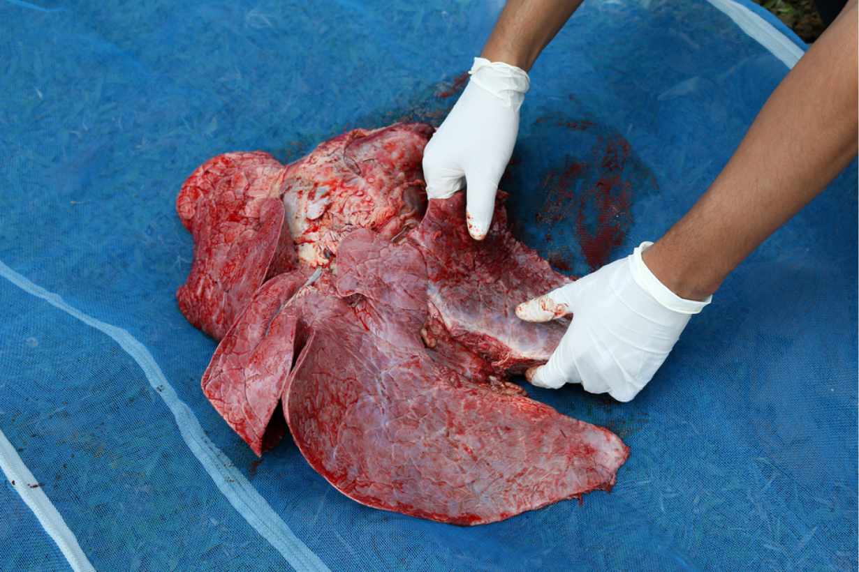 Clinique Veterinaire De La Hainaud Veterinaire A Ernee Animaux De Rente 11