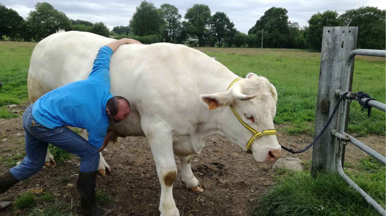 Clinique Veterinaire De La Hainaud Veterinaire A Ernee Animaux De Rente 14