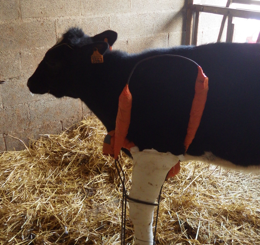 Clinique Veterinaire De La Hainaud Veterinaire A Ernee Animaux De Rente 6