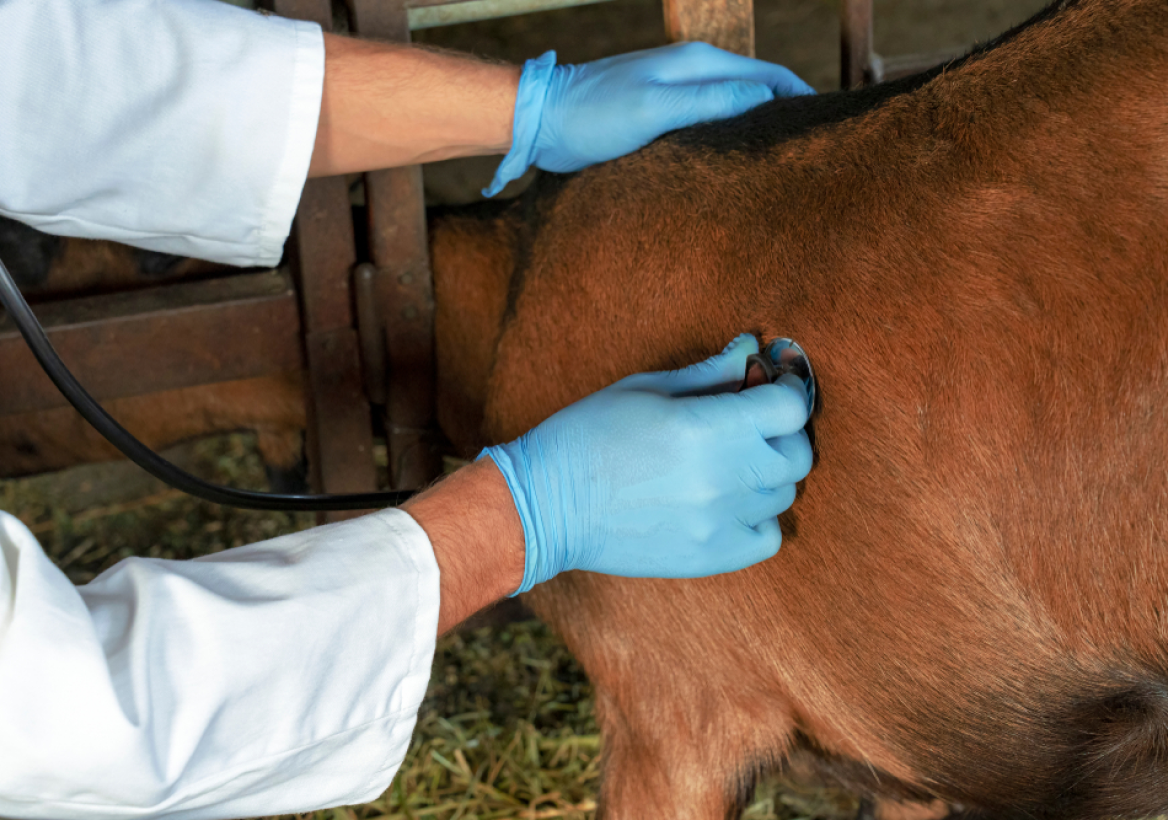 Clinique Veterinaire De La Hainaud Veterinaire A Ernee Animaux De Rente 7