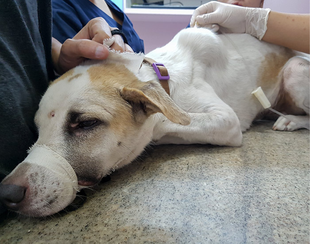 Clinique Veterinaire De La Hainaud Veterinaire A Ernee Chiens Et Chats 13