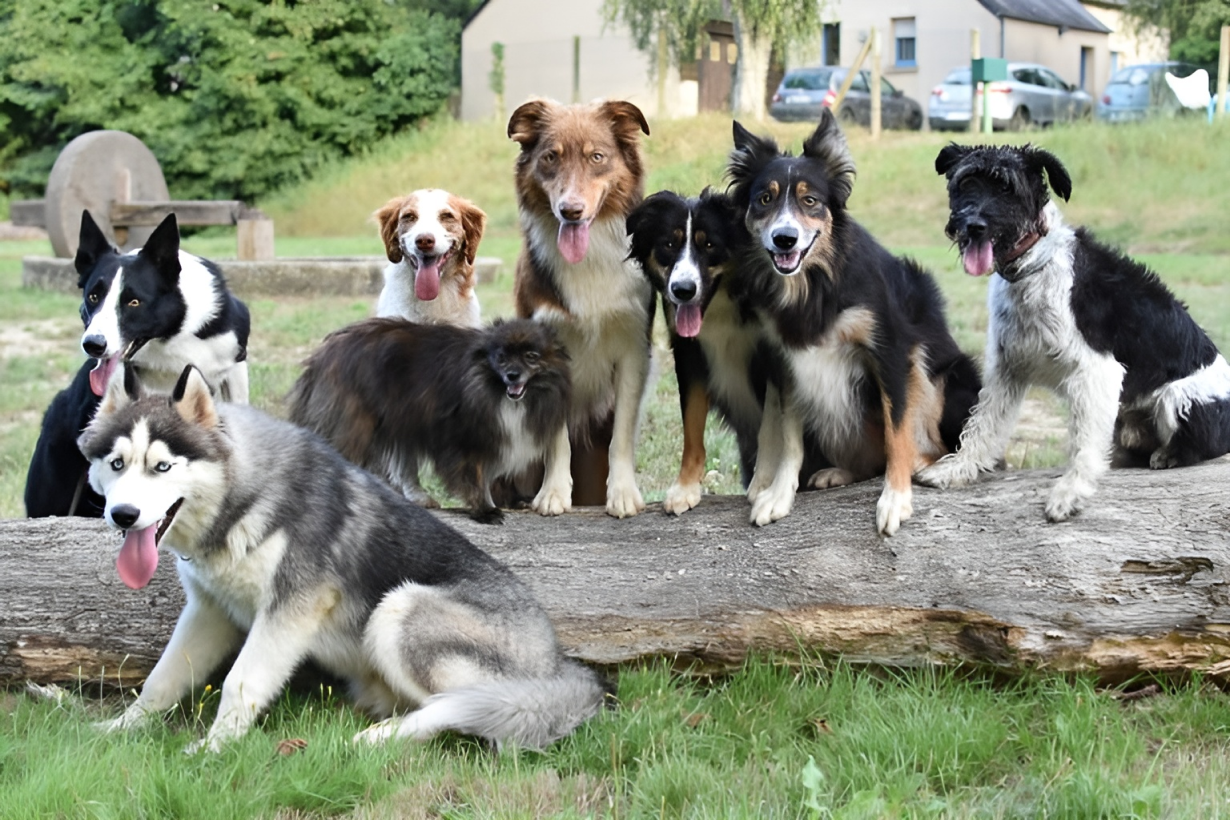 Clinique Veterinaire De La Hainaud Veterinaire A Ernee Chiens Et Chats 14