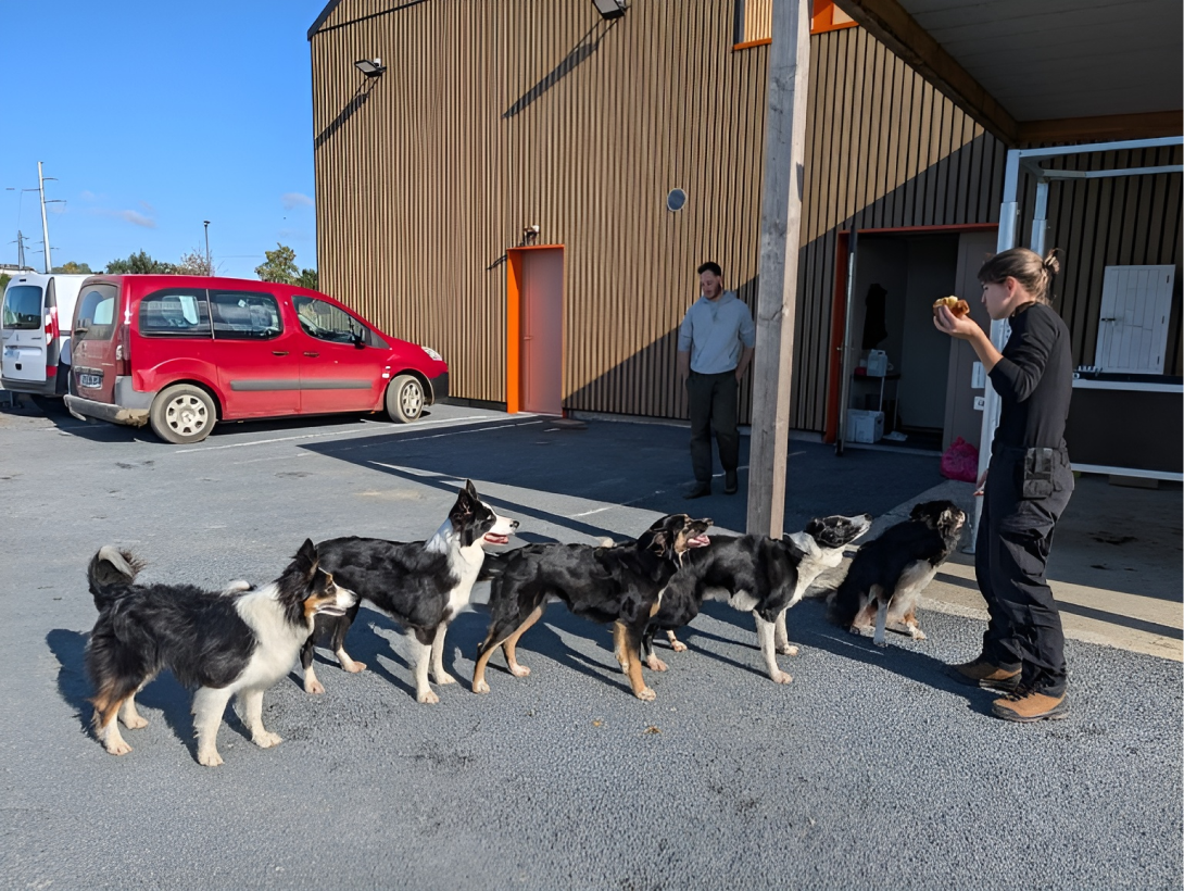 Clinique Veterinaire De La Hainaud Veterinaire A Ernee Chiens Et Chats 15
