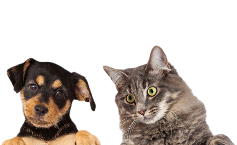 Clinique Veterinaire De La Hainaud Veterinaire A Ernee Clinique Veterinaire De Lahainaud 1