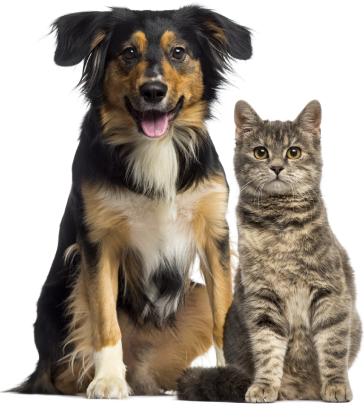 Clinique Veterinaire De La Hainaud Veterinaire A Ernee Clinique Veterinaire De Lahainaud 2