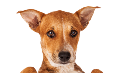 Clinique Veterinaire De La Hainaud Veterinaire A Ernee Clinique Veterinaire De Lahainaud 3