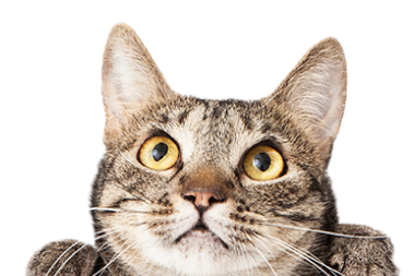 Clinique Veterinaire De La Hainaud Veterinaire A Ernee Clinique Veterinaire De Lahainaud 4