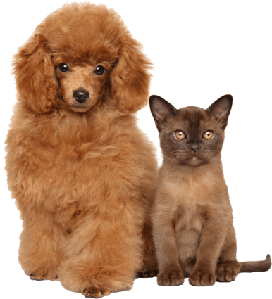 Clinique Veterinaire De La Hainaud Veterinaire A Ernee Clinique Veterinaire De Lahainaud 5