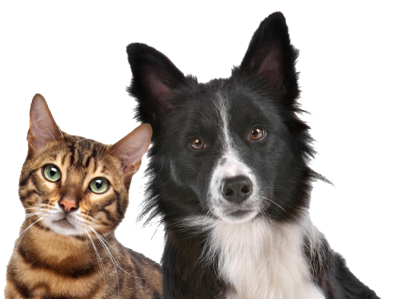 Clinique Veterinaire De La Hainaud Veterinaire A Ernee Clinique Veterinaire De Lahainaud