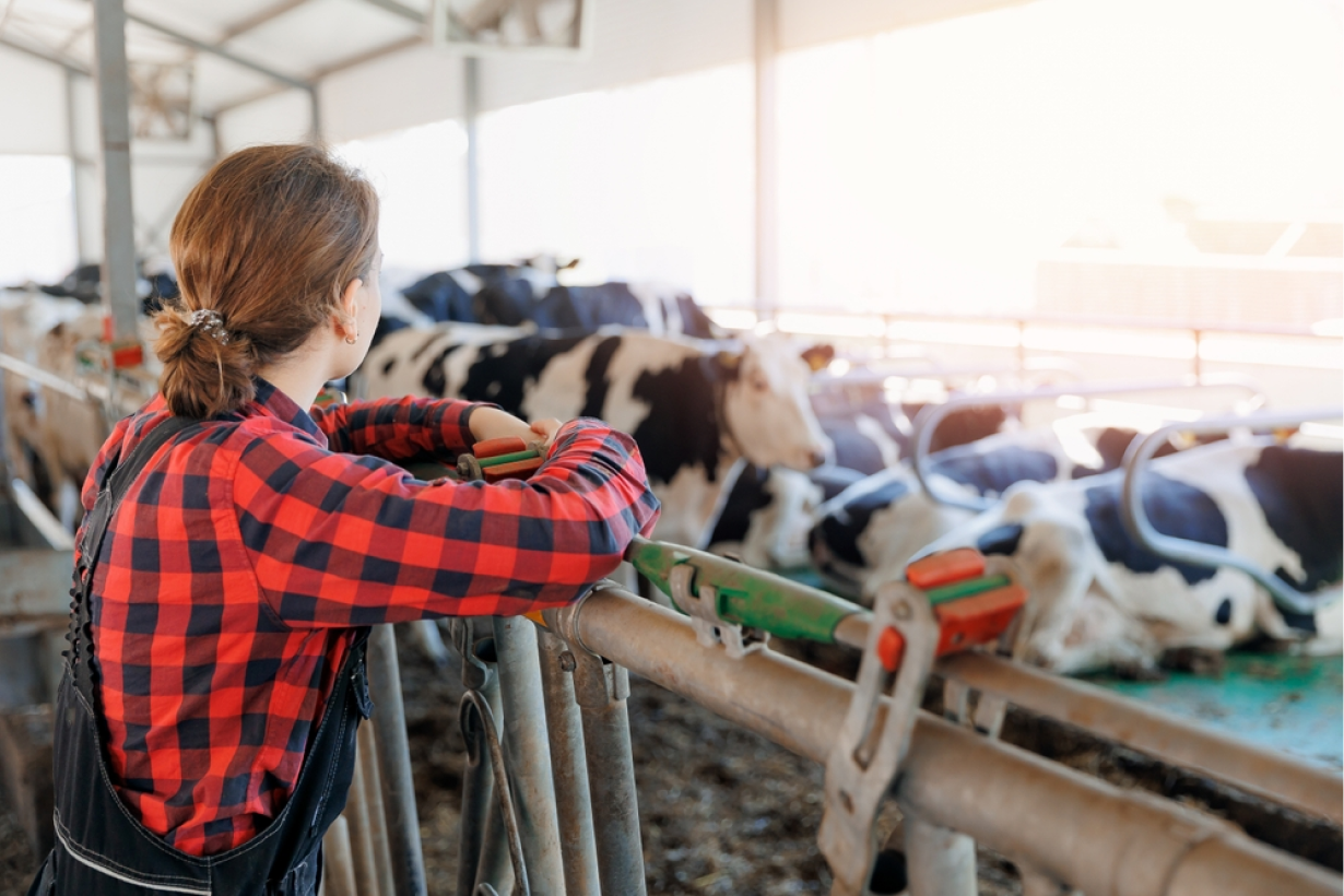 Clinique Veterinaire De La Hainaud Veterinaire A Ernee Conseils 5