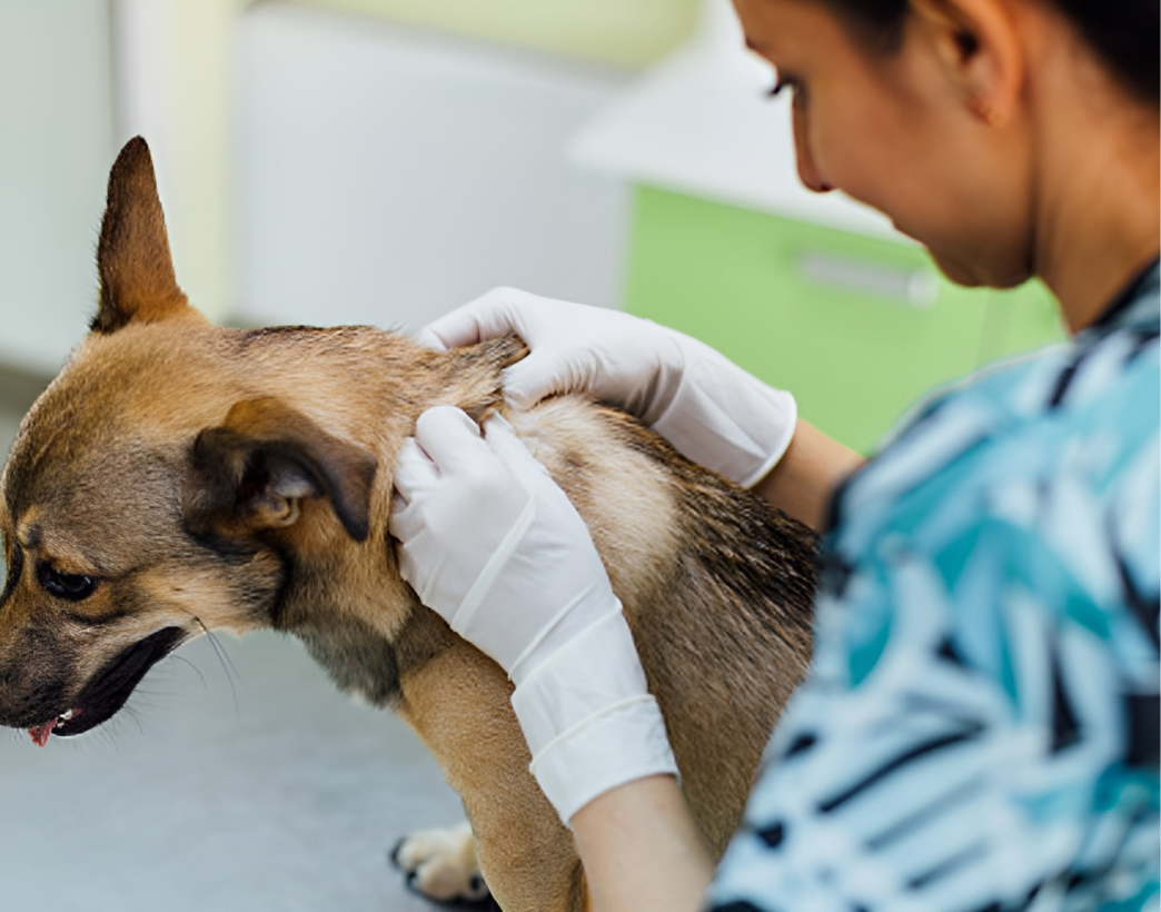 Clinique Veterinaire De La Hainaud Veterinaire A Ernee Laboratoire 2