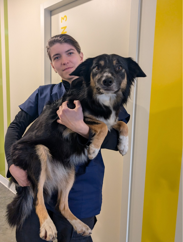 Clinique Veterinaire De La Hainaud Veterinaire A Ernee Lequipe 1 1