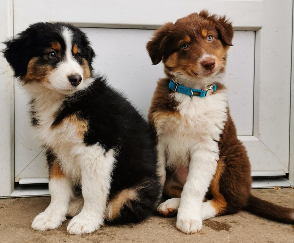 Clinique Veterinaire De La Hainaud Veterinaire A Ernee Osteopathie Acupuncture 6