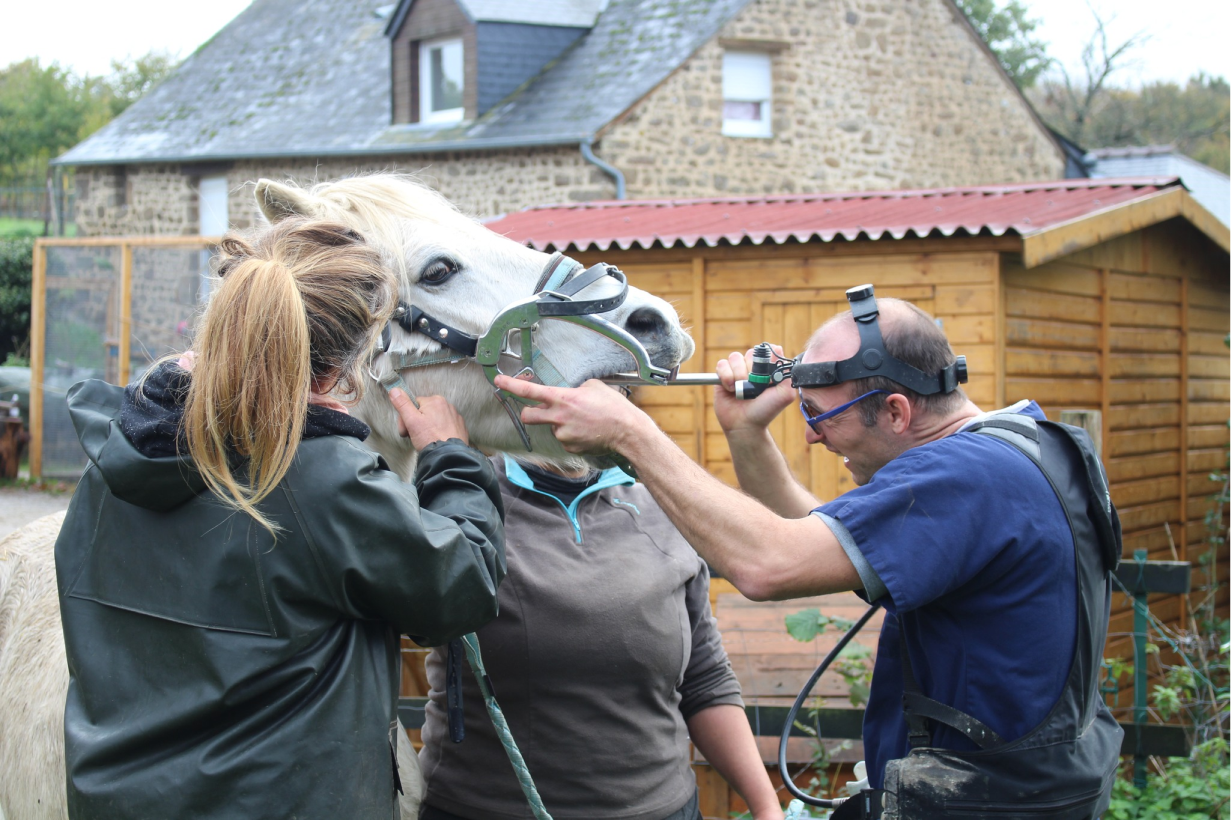 Clinique Veterinaire De La Hainaud Veterinaire A Ernee Quine 10