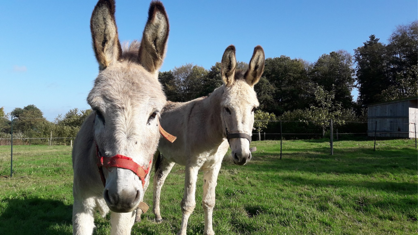 Clinique Veterinaire De La Hainaud Veterinaire A Ernee Quine 11