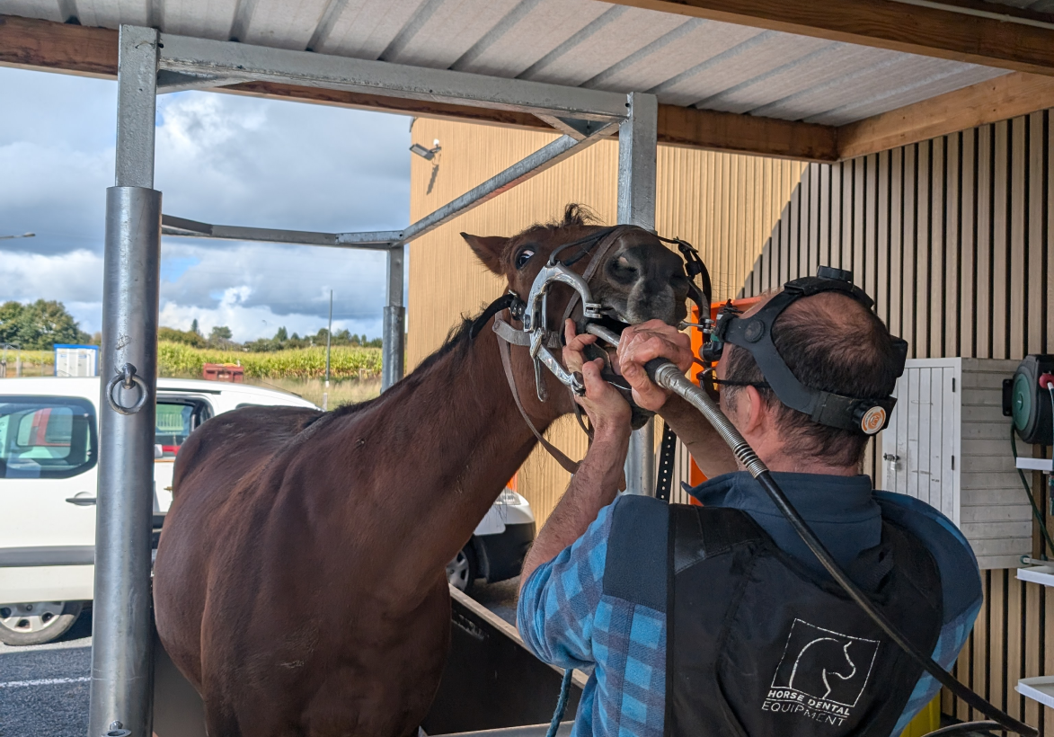 Clinique Veterinaire De La Hainaud Veterinaire A Ernee Quine 5