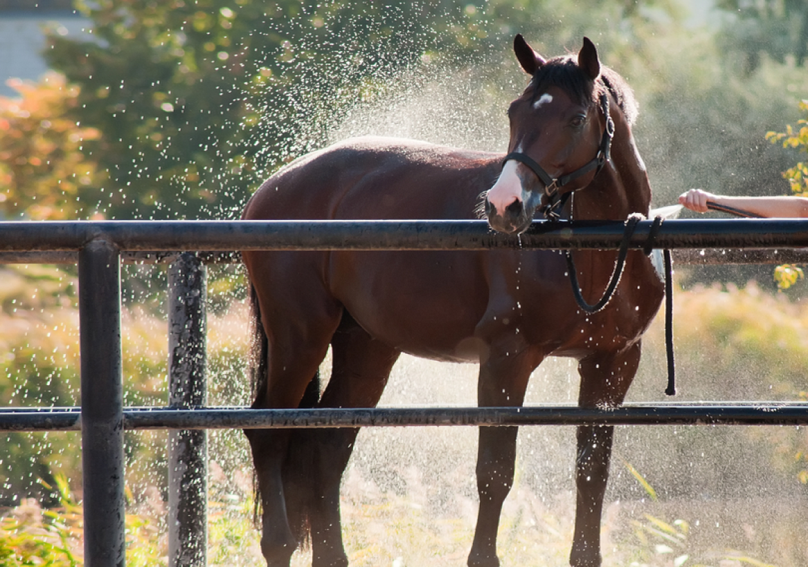 Clinique Veterinaire De La Hainaud Veterinaire A Ernee Quine 6