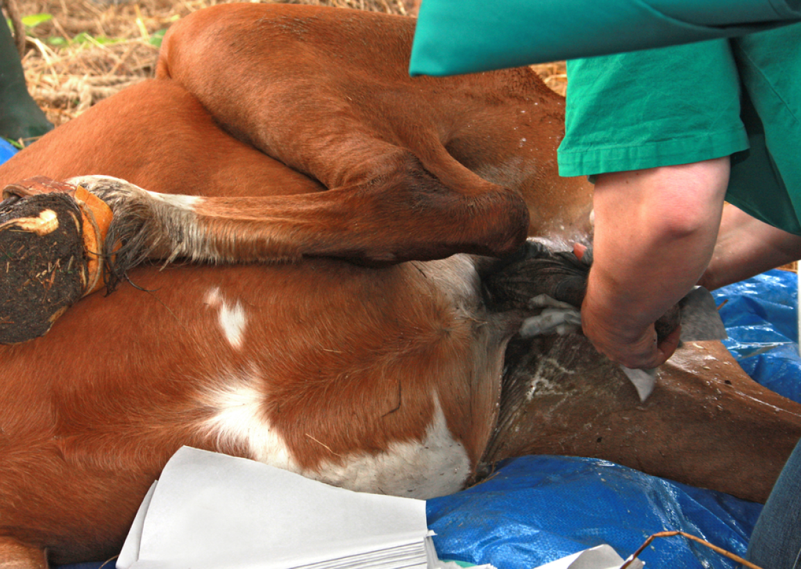 Clinique Veterinaire De La Hainaud Veterinaire A Ernee Quine 7
