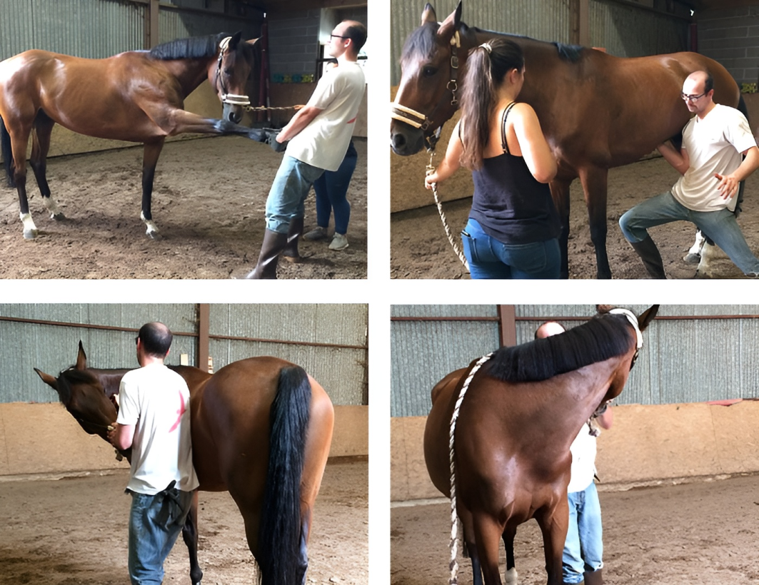 Clinique Veterinaire De La Hainaud Veterinaire A Ernee Quine 9