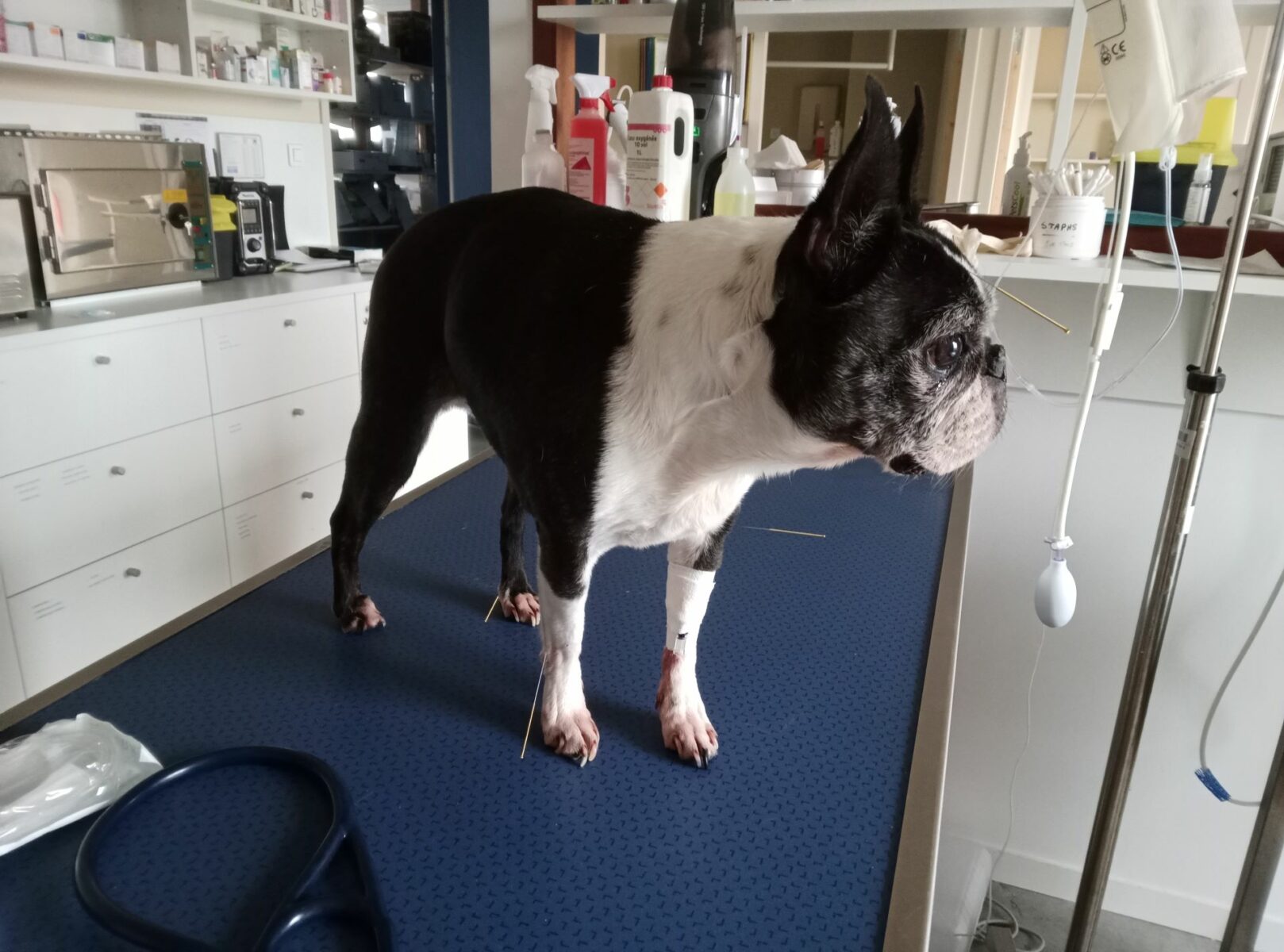 Clinique Veterinaire De La Hainaud Veterinaire A Ernee Acupuncture Animaux