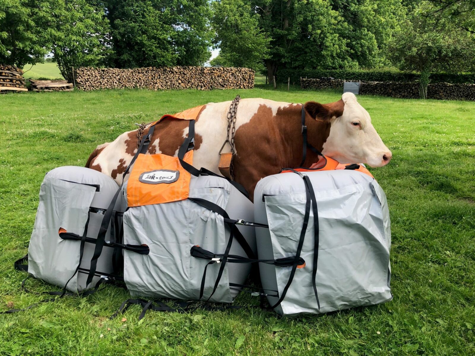 Clinique Veterinaire De La Hainaud Veterinaire A Ernee Air Cow