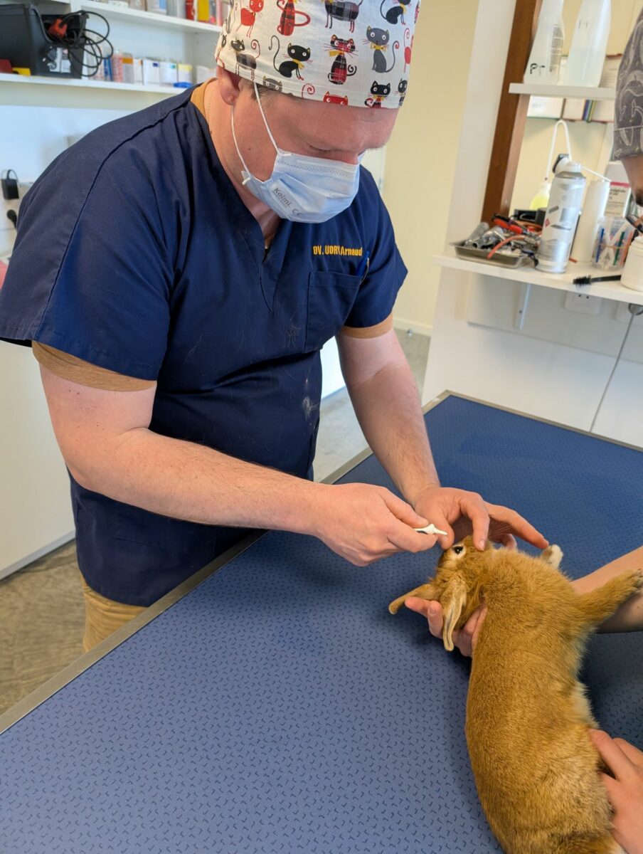 Clinique Veterinaire De La Hainaud Veterinaire A Ernee Opthalmo Nac