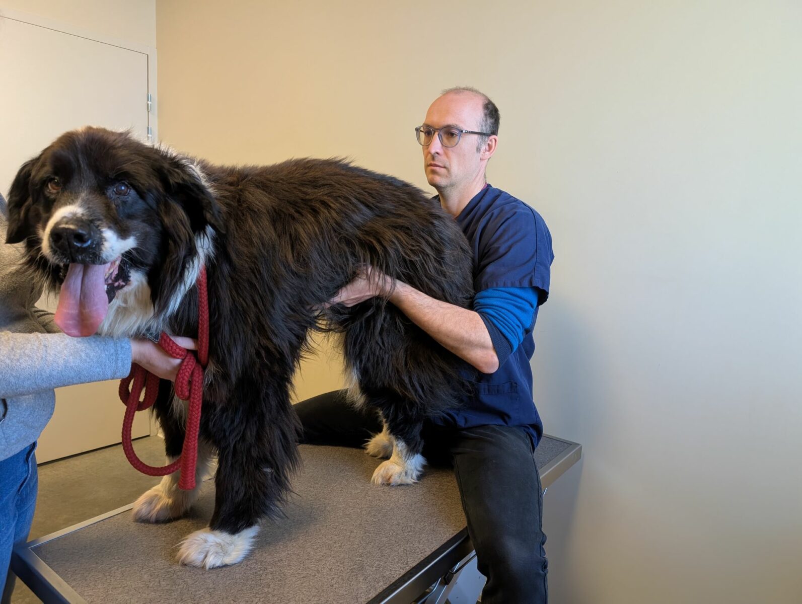 Clinique Veterinaire De La Hainaud Veterinaire A Ernee Osteo Chien