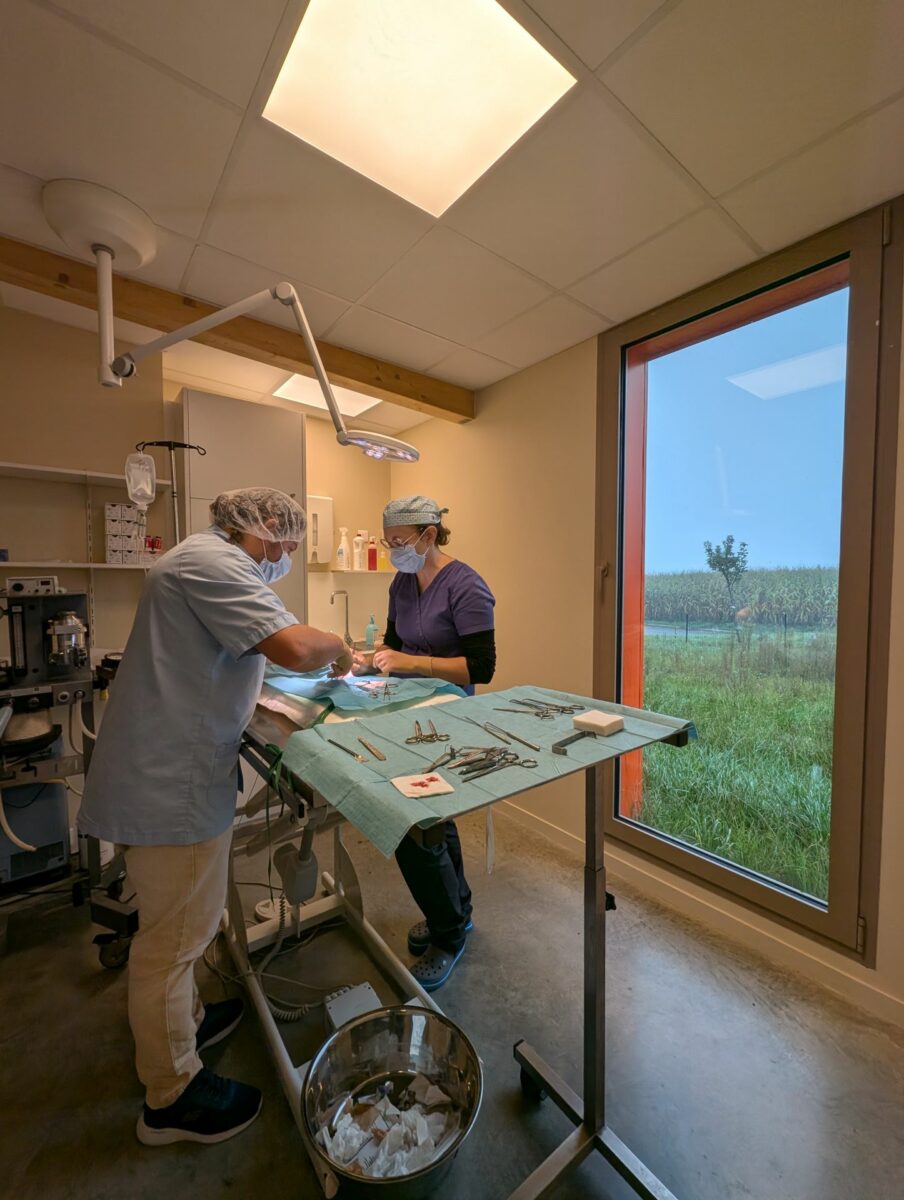 Clinique Veterinaire De La Hainaud Veterinaire A Ernee Salle De Chirurgie1 Clinique Veterinaire De La Hainaud Veterinaire A Ernee Salle De Chirurgie1