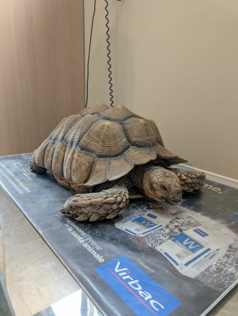 Clinique Veterinaire De La Hainaud Veterinaire A Ernee Tortue
