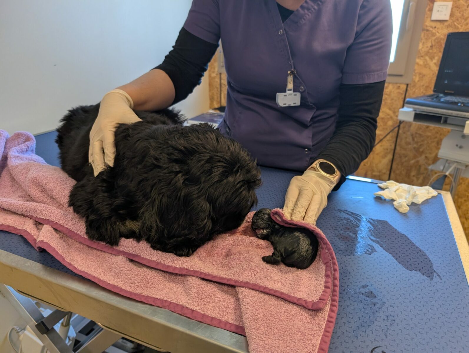 Clinique Veterinaire De La Hainaud Veterinaire A Ernee PXL 20250401 133902480