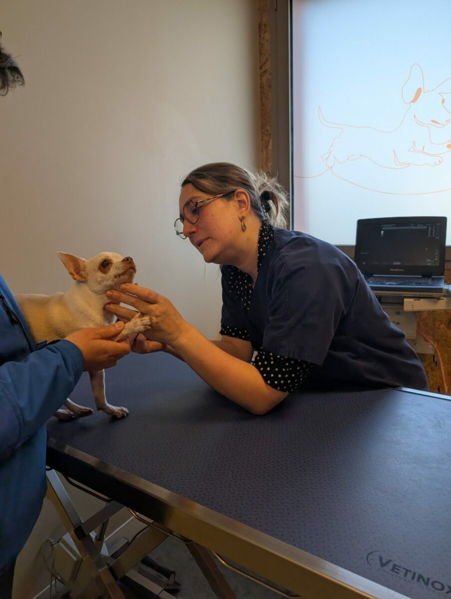 Clinique Veterinaire De La Hainaud Veterinaire A Ernee PXL 20250404 090109151