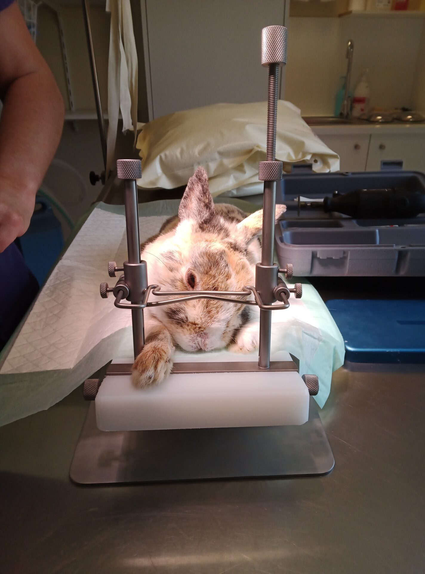 Clinique Veterinaire De La Hainaud Veterinaire A Ernee Lapin Dentisterie