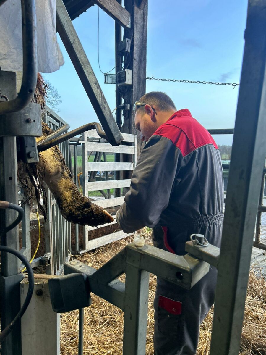 Clinique Veterinaire De La Hainaud Veterinaire A Ernee Parage Bovin