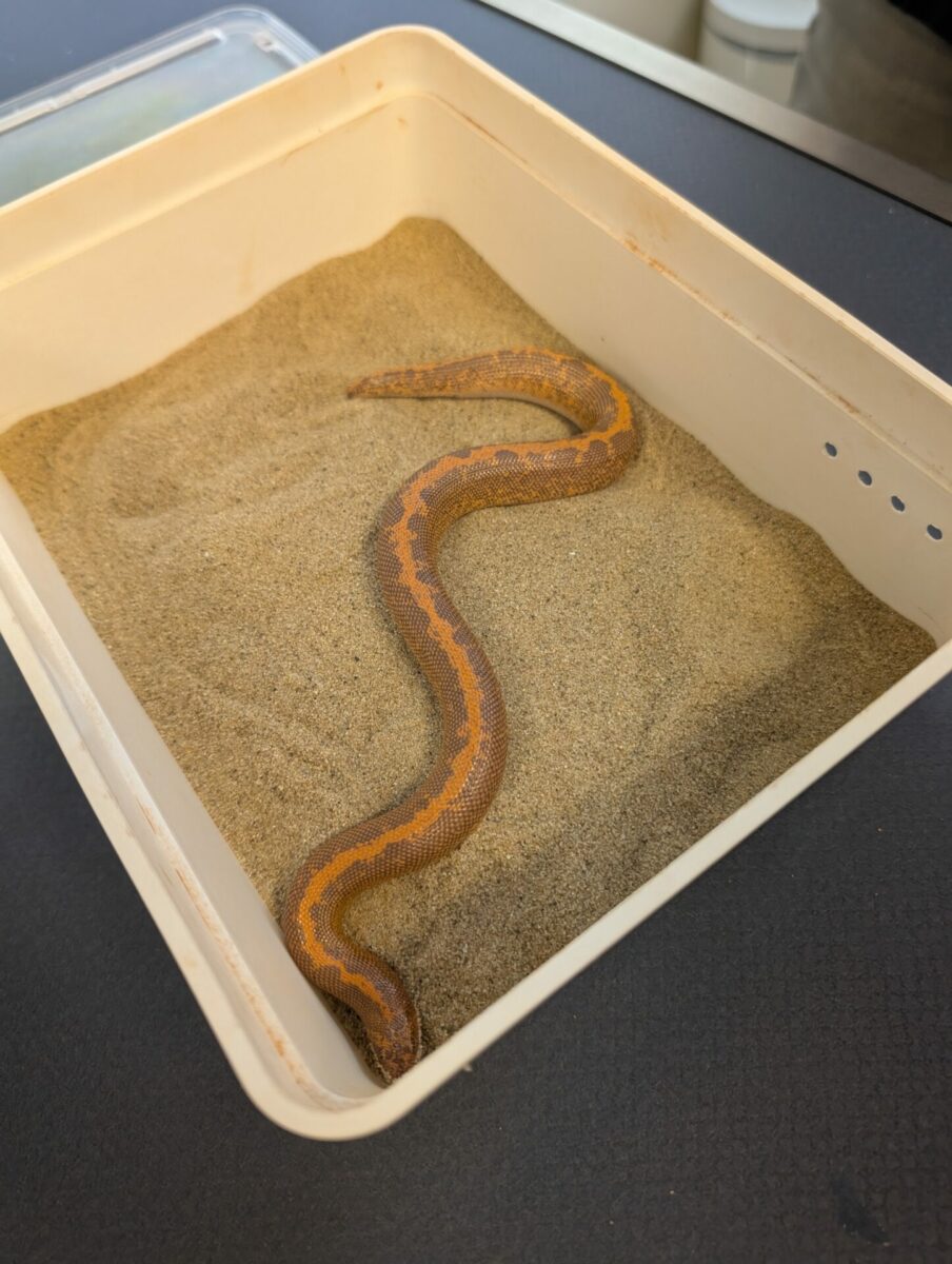 Clinique Veterinaire ernée