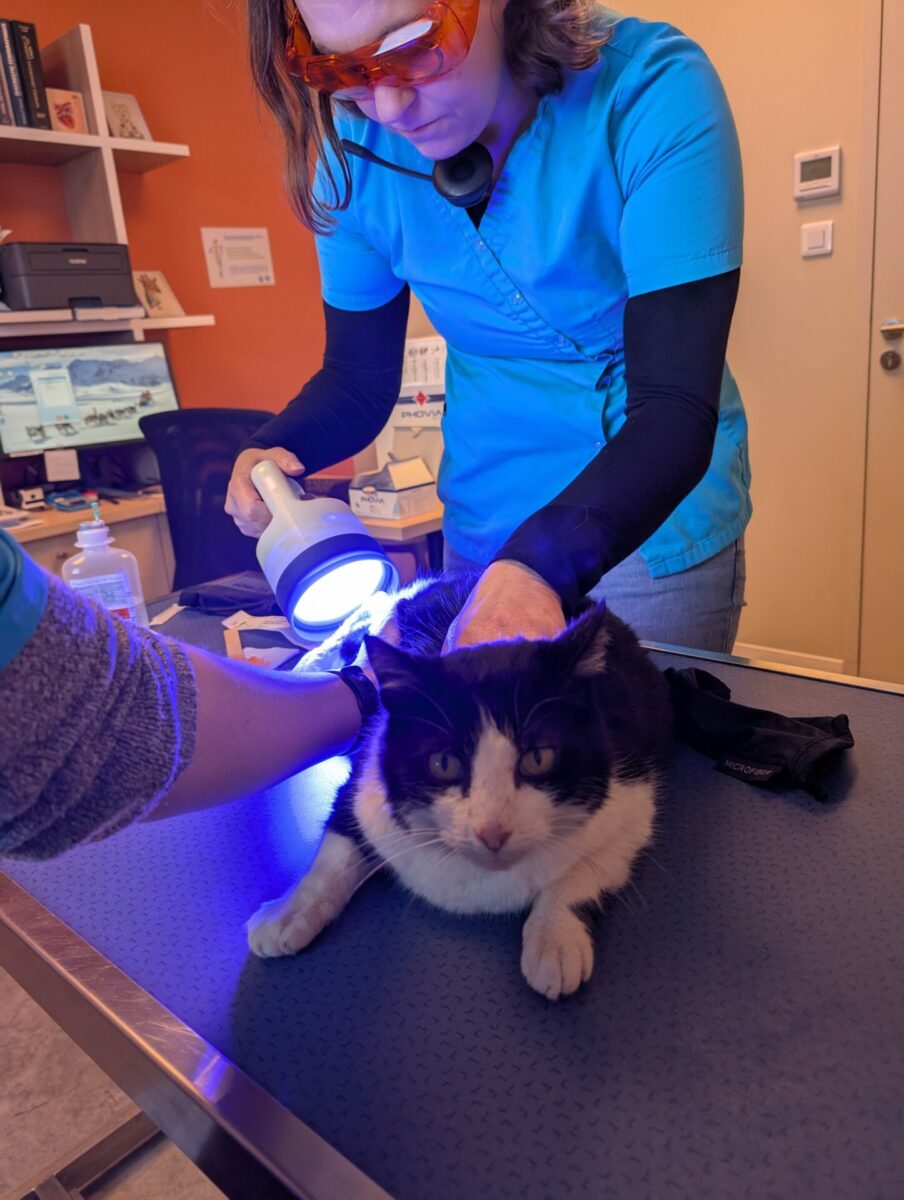 Clinique Veterinaire De La Hainaud Veterinaire A Ernee Luminotherapie Ernee Veto